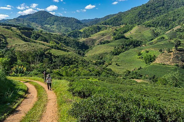 Tea Trails
